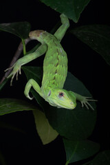 Speedy the Mexican Spiny Tailed Iquana