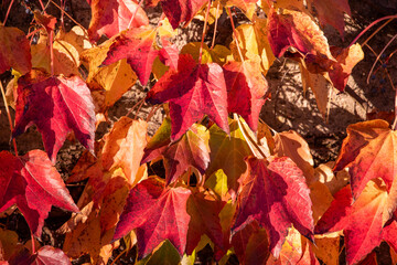 Riehen, Switzerland, is stunning in autumn, with vibrant foliage turning parks, woodlands, and riverbanks into a colorful display. A perfect time for scenic walks and photography.






