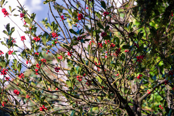 Riehen, Switzerland, is stunning in autumn, with vibrant foliage turning parks, woodlands, and riverbanks into a colorful display. A perfect time for scenic walks and photography.






