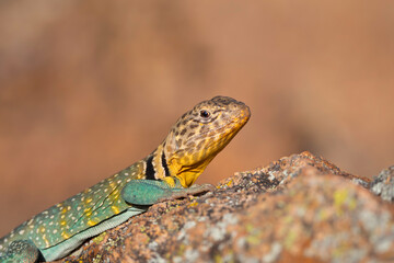 lizard on a rock