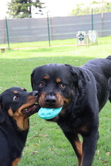 Obraz premium Cachorro: perrito, cría, animalito, bebé de perro | puppy, young dog, pup Perro: can, canino, mascota, amigo fiel | dog, canine, hound Parque: jardín, área verde, zona de recreo, parque recreativo | p