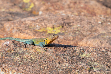 Eastern Collared Lizard on the Rocks 