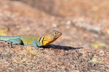 Eastern Collared Lizard on the Rocks 