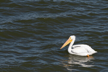 White Pelican