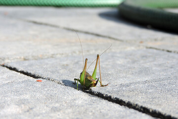 The back of a green and brown bog bush cricket on grey paving stones, a sunny day