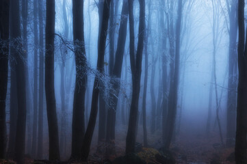misty forest in the fog