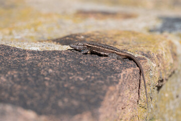 lizard on the stone