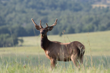 Elk in Velvet 