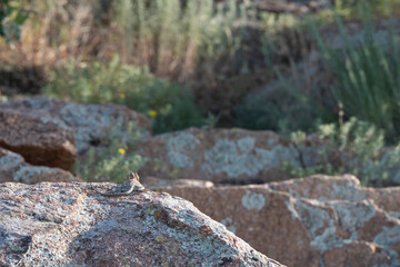 Eastern Collared Lizard 