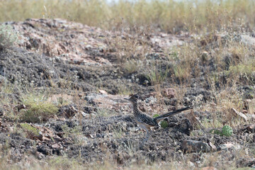 Greater Roadrunner 