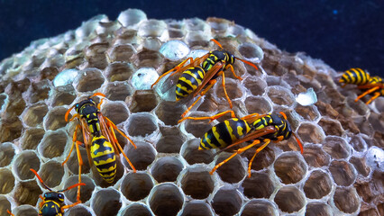 Paper wasp Polistes gallicus - Wasp nest with larvae and pupae in paper honeycomb