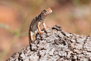 Eastern Collard Lizard 