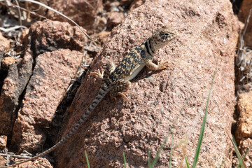 Eastern Collard Lizard 