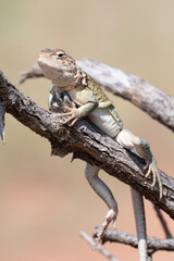 Eastern Collard Lizard 