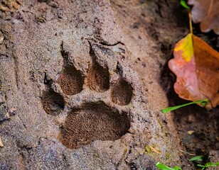 close up of a bear paw print