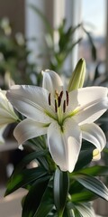 Obraz premium Close-Up White Lily Blossom: Macro Shot of Nature's Beauty in Full Bloom
