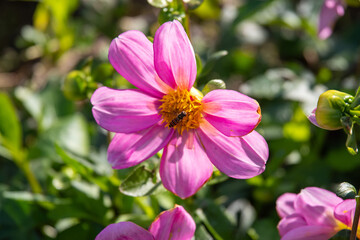 花粉を集めるハナバチ
