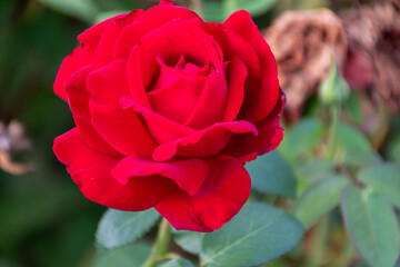 red rose in garden