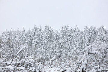 Snow landscape