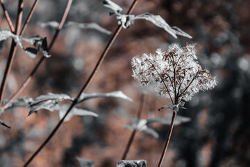 fiore bianco