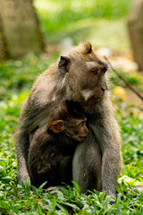 Baby Monkey cuddling with mother