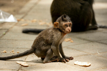 Baby Monkey