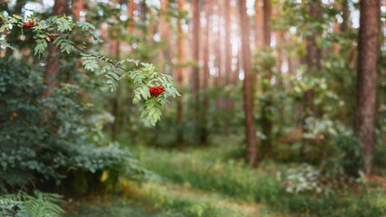Panoramic nature summer background, horizontal banner - view of forest on sunny day, with space for text. Rowan branch in foreground and soft bokeh highlights on blurred background of summer forest. © Oleksandr