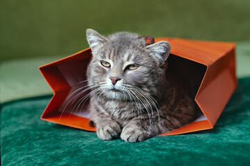 Funny cat sitting in a red paper bag. Gray cat peeking out of a paper bag. Funny cat hiding in a supermarket bag. Happy life of cats at home.