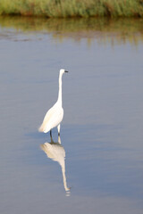 white egret with a very long neck and the reflection of its body on the still water