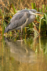 portrait en miroir d'un héron cendré bec ouvert, de toute beauté , à l'automne