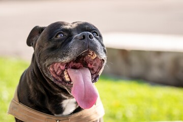 Portrait of dog. One brindle and white staffordshire terrier.  Mixed breed. Amstaff, stafford.