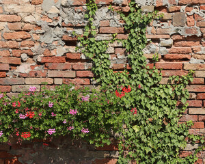 green climbing ivy on the red brick wall of the house with a pot of geranium flowers in bloom