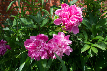 Beautiful bright pink peonies illuminated by the sun against a blurred brick wall background
