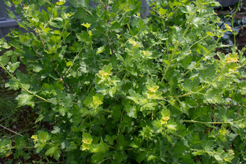 Green gooseberry bush close up
