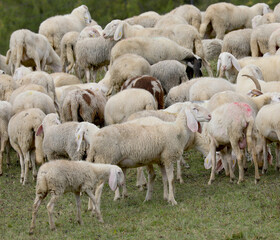 Many white sheep of the flock grazing on the green hilltop meadow