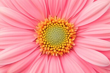 Obraz premium Vibrant Pink Flower Close-Up