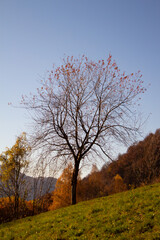 albero grande isolato