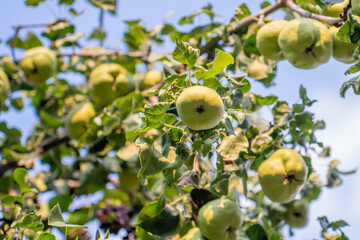 A bunch of pears in the tree, healthy food