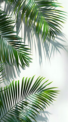 Fototapeta premium Palm leaves display vivid green fronds and textures isolated on white background