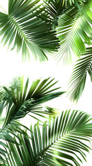 Fototapeta premium Vibrant palm leaves with green fronds and intricate textures isolated on white background for a tropical look