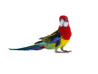  parrot Rosella parrot isolated on white background