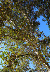 many leaves of the park tree seen from below and blue sky above