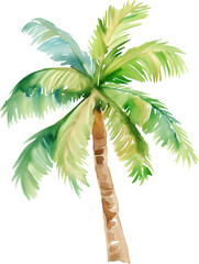 Royal palm tree watercolor painting isolated on transparent background.