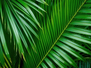 Fototapeta premium Close up of a natural tropical green palm leaf texture, tropical leaves, nature, plant
