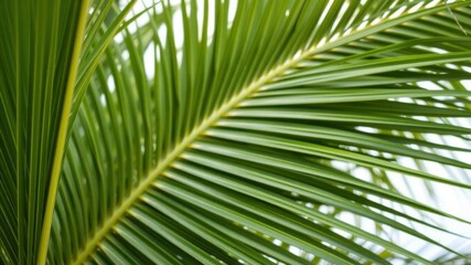 Close up of a natural, tropical palm leaf showcasing its vibrant green texture and intricate details, palm tree, green, natural