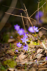 Common hepatica, liverwort (Anemone hepatica) growing in spring sunlight in the forest