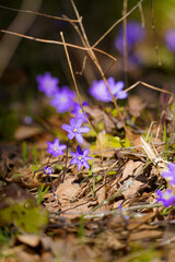 Group of Liverwort flowers in the bright spring sunshine. Fist wildflowers of the year