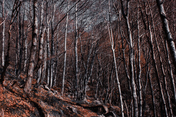 Obraz premium bosco secco