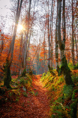 Beautiful autumn landscape with yellow trees and mountain trail