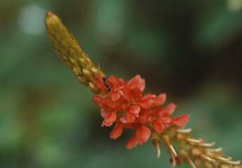 A black ant on a red flower
